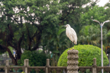 Egret in the Centre of Taipei