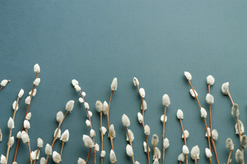 Pussy willow branches on blue background. Concept of springtime - obrazy, fototapety, plakaty