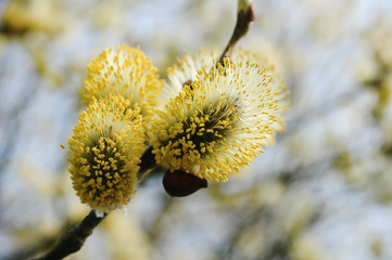 Goat Willow male catkins