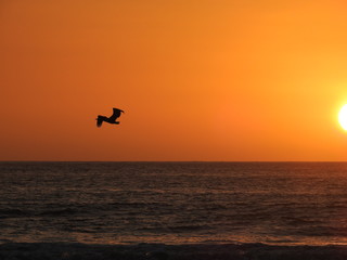 Pelican in the sunset