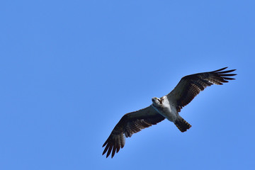 Obraz premium ミサゴの勇姿