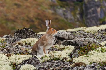 Tundra hare also known as mountain hare in natural habitat. Lepus timidus