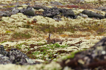 Tundra hare also known as mountain hare in natural habitat. Lepus timidus