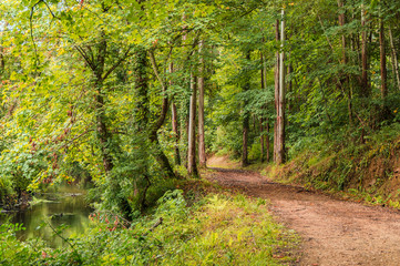 path through the forest