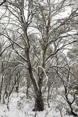 Mt Selwyn, NSW.