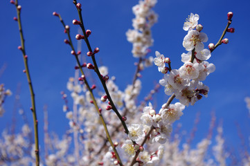 青空と梅の花