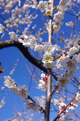 青空と梅の花