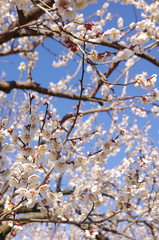 青空と梅の花