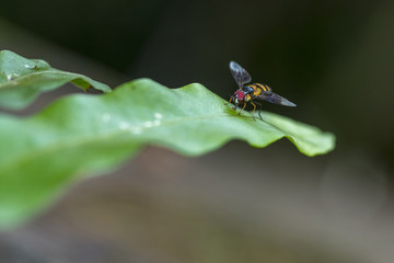 Closeup Flower fly on green leaves