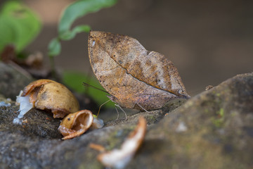 The Autumn Leaf butterfly
