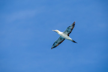 Australiasian gannet flying in a blue cloudless sky at wilsons promontory national park