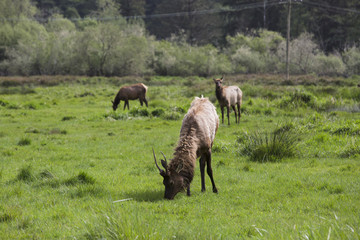 Naklejka na ściany i meble Elk grazing in a green field