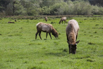 Elk grazing in a green field
