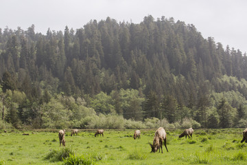 Elk grazing in a green field