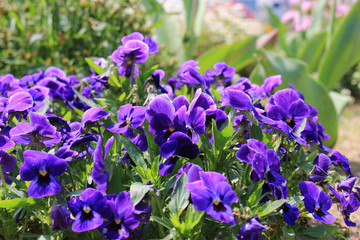 紫色のパンジーの花