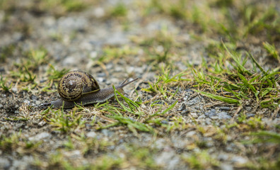 A snail crawling across the grass