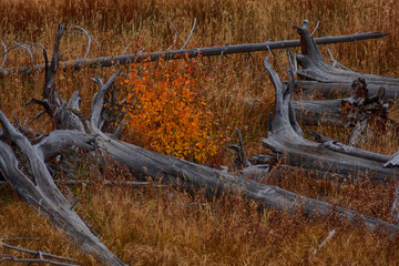 A blaze of orange leaves among fire-destroyed tree trunks.