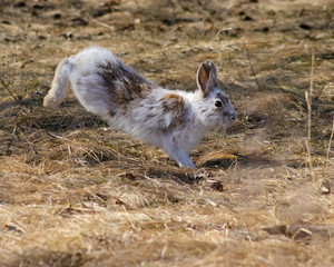 Snowshoe Hare in Spring