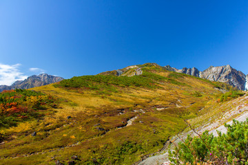 Naklejka premium 白馬八方尾根の紅葉／長野県白馬村