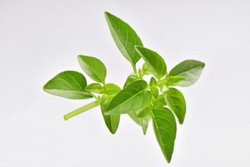 Basil bunch on white background
