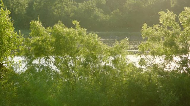 Green bushes in front of a slowly flowing river