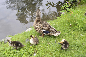 duck with ducklings. Russia. Siberia