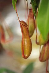 pitcher plants in a greenhouse