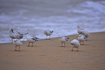 The sea bird