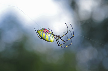 The spider