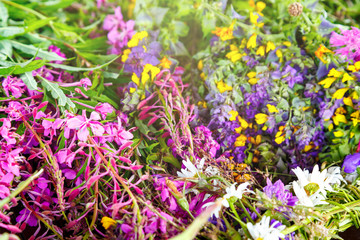 fragrant meadow herbs and flowers in the summer
