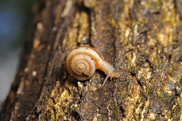 The snail