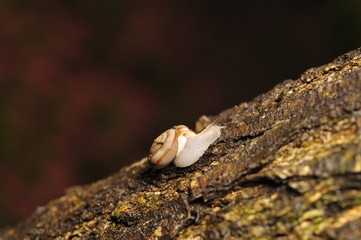 The snail