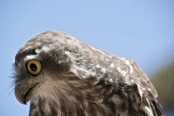 barking owl