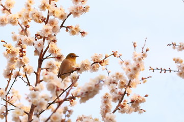 梅の花、メジロ、朝日