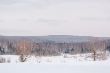 Winter forest, taiga. Forest in winter in Siberia. Taiga pines in the winter. Trees under the snow.