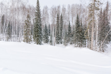 Winter forest, taiga. Forest in winter in Siberia. Taiga pines in the winter. Trees under the snow.