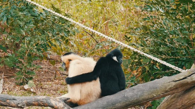 Black and white gibbon are sitting on branch. Black gibbon hugging white