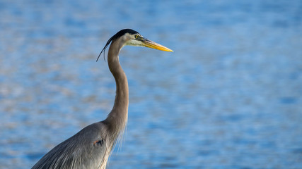 Great Blue Heron