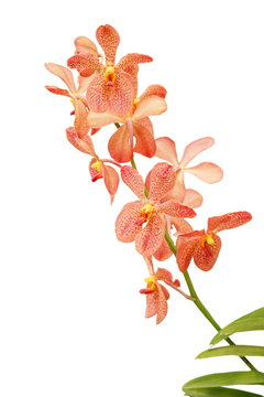Fototapeta Orange orchid isolated on white background