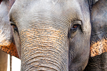 Close up of the head of Asian elephant