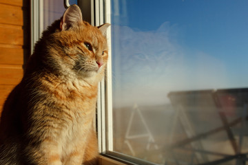 Cat-pet is warming in the spring sun at the window