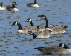 Canada geese argue while swimming at Constitution Gardens in Washington, DC.