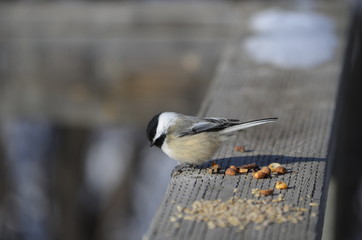 Chickedee