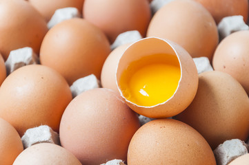 egg