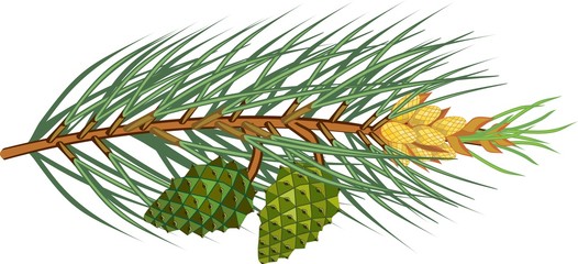Branche of pine with green needles, yellow male cones and young green cones on white background