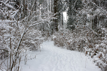 Forest Pathway Hike in the Winter Snow