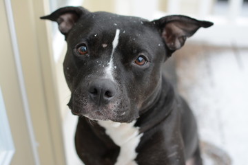 Pitbull with Snowflakes on Face