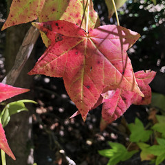 Perfect shot from a lovely leaf.