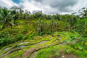 Fototapeta na wymiar Tegalalang Rice Terrace in Ubud Bali