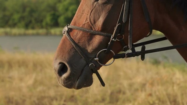 Close-up of the horse and her eyes in nature, slow motion. Horse face and eyes close-up in autumn background.